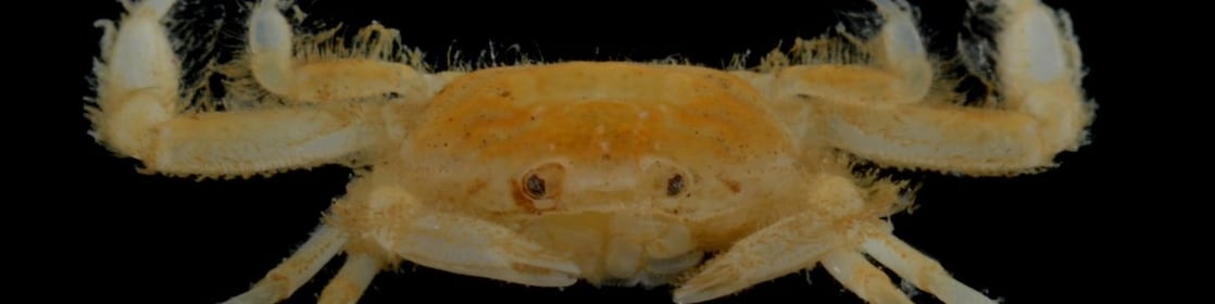 "Indopinnixa Shellorum" Shell Pea Crab