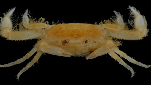 Indopinnixa Shellorum - Shell Pea Crab