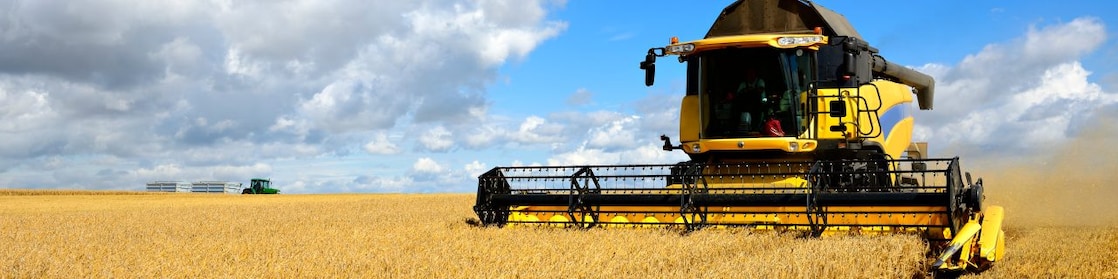 Corn in being cut down by a combine harvester