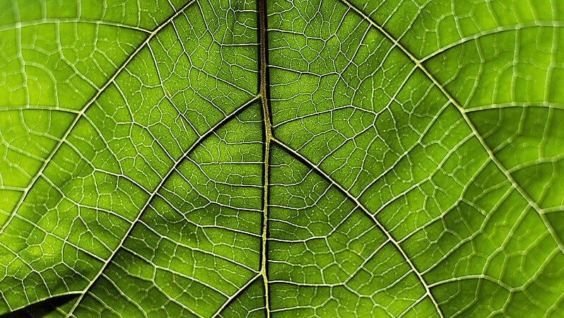 Veins in a tropical leaf from Thailand in green colour