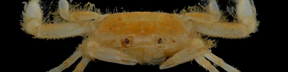 "Indopinnixa Shellorum" - Shell Pea Crab